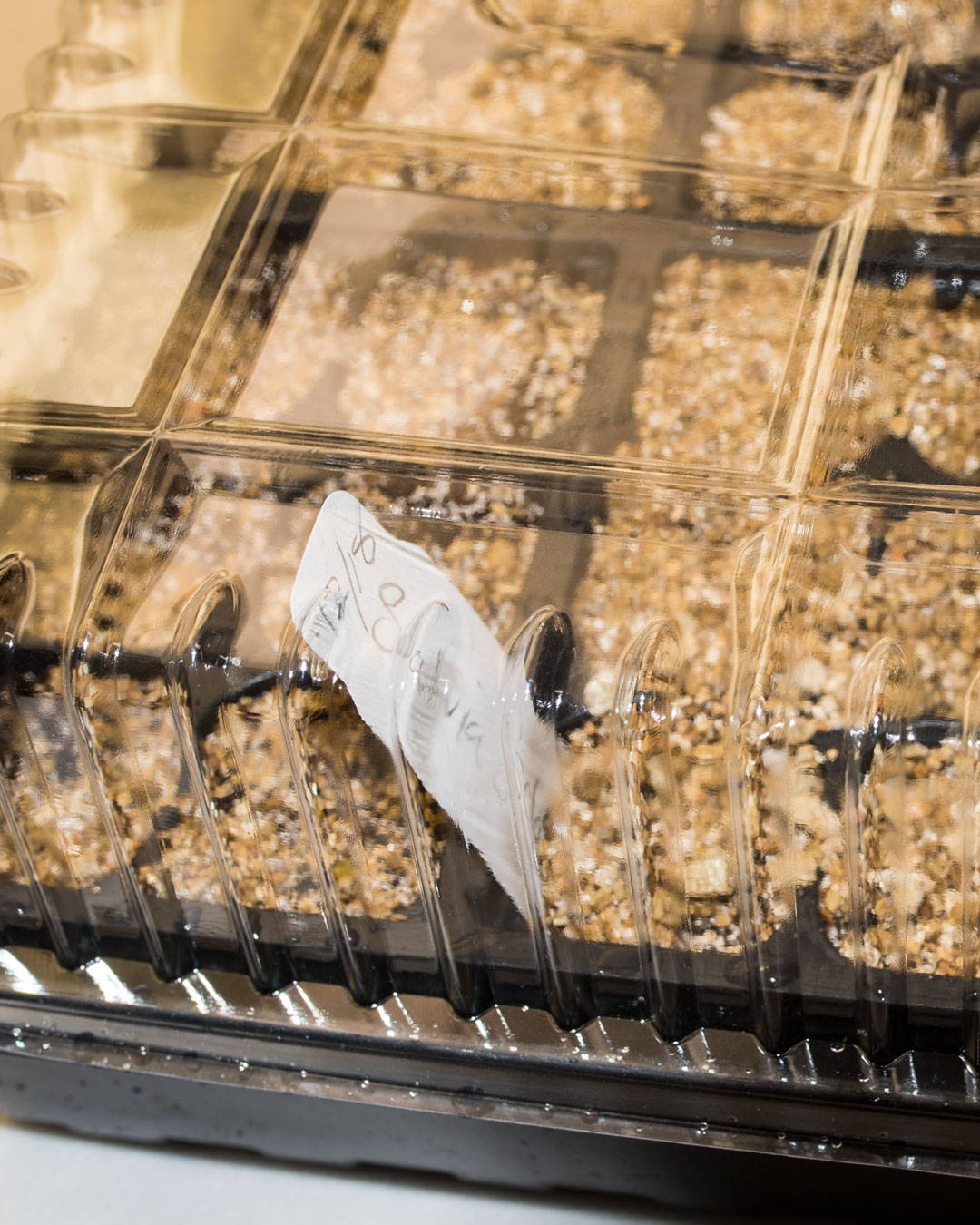 Covered seed starting tray