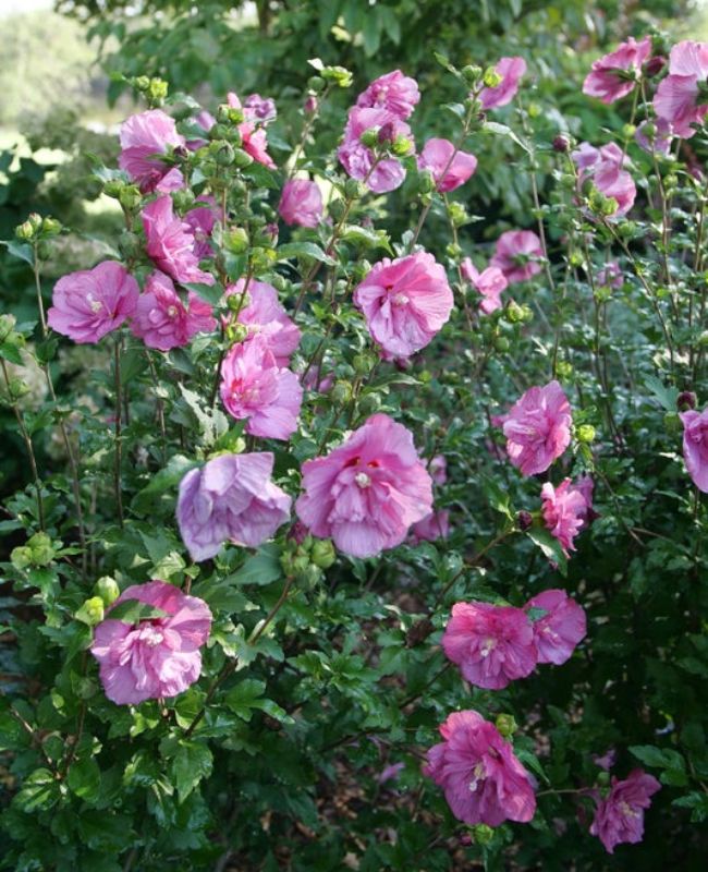 Photo of Magenta Chiffon® Rose of Sharon