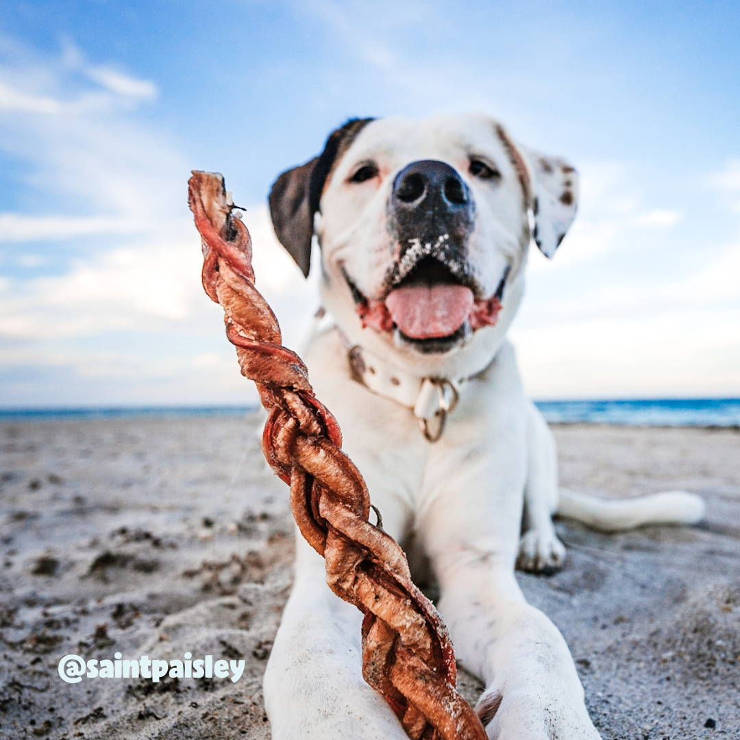Dog on the beach with a braided bully stick.
