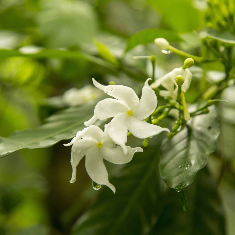 White jasmine flower surrounded by lush greenery