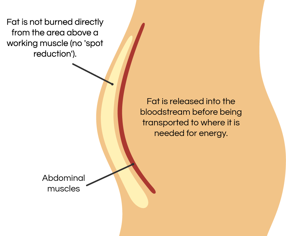 Diagram explaining why spot reduction does not selectively remove fat from one area.