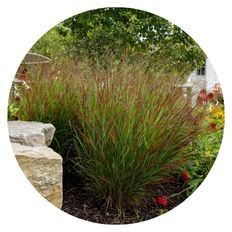 Prairie Winds® 'Cheyenne Sky' Red Switch Grass planted in an outdoor garden