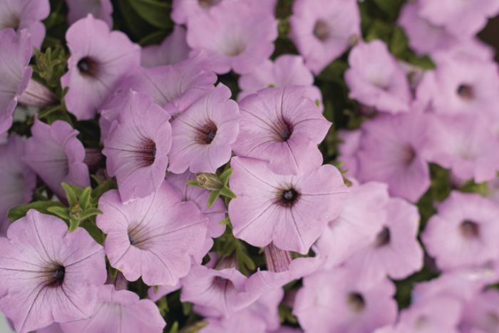 Photo of Supertunia Vista® Cool Jazz™ Petunia