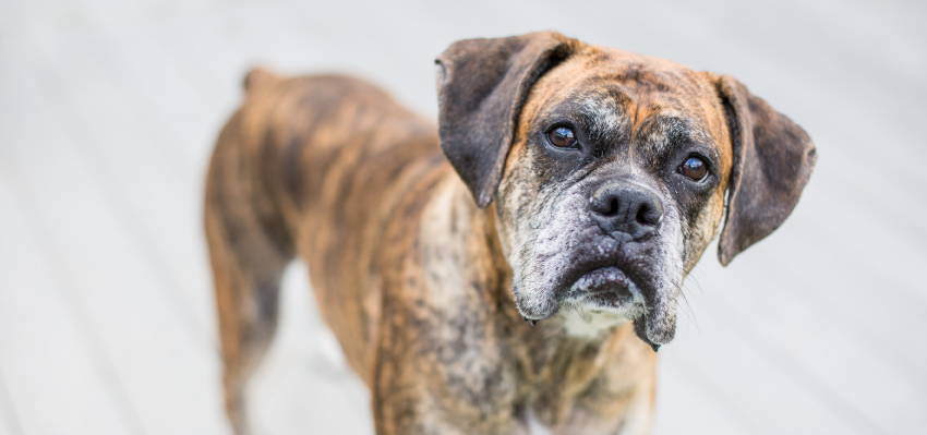 Image of a calm dog posing to the camera.