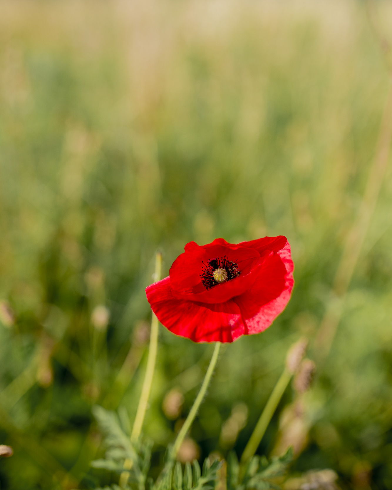 A flower blooms on the Head & Heal farm