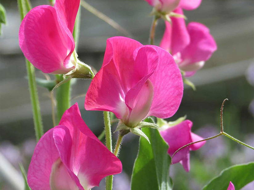 pink sweet pea flower