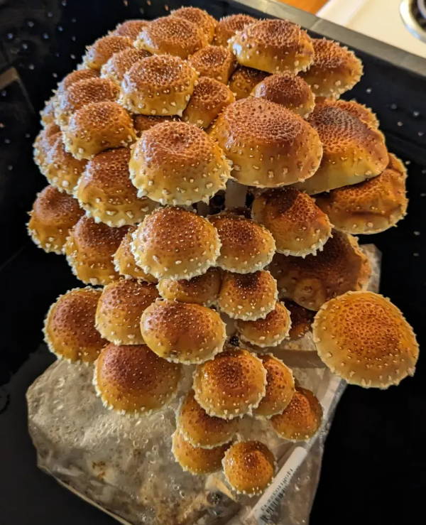 chesnut mushroom fruiting block