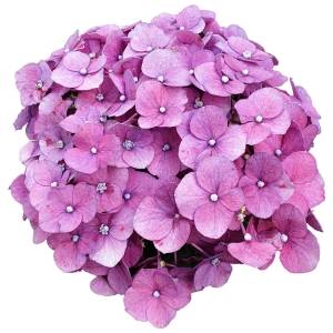 A cluster of purple hydrangeas