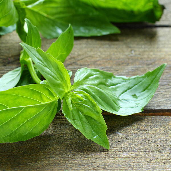 High Quality Organics Express lemon basil