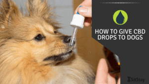 how to give cbd drops to dogs