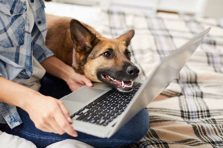Dog with laptop