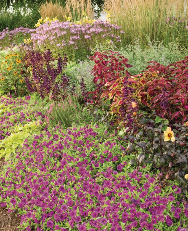 Photo of Proven Winners Annuals in a garden