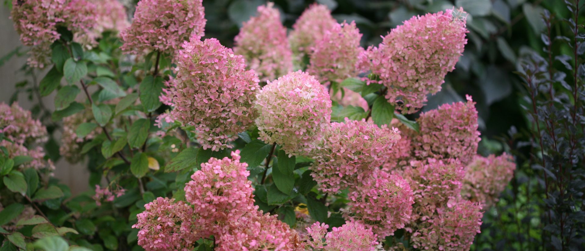 Photo of Bobo® Panicle Hydrangea planted in an outdoor garden