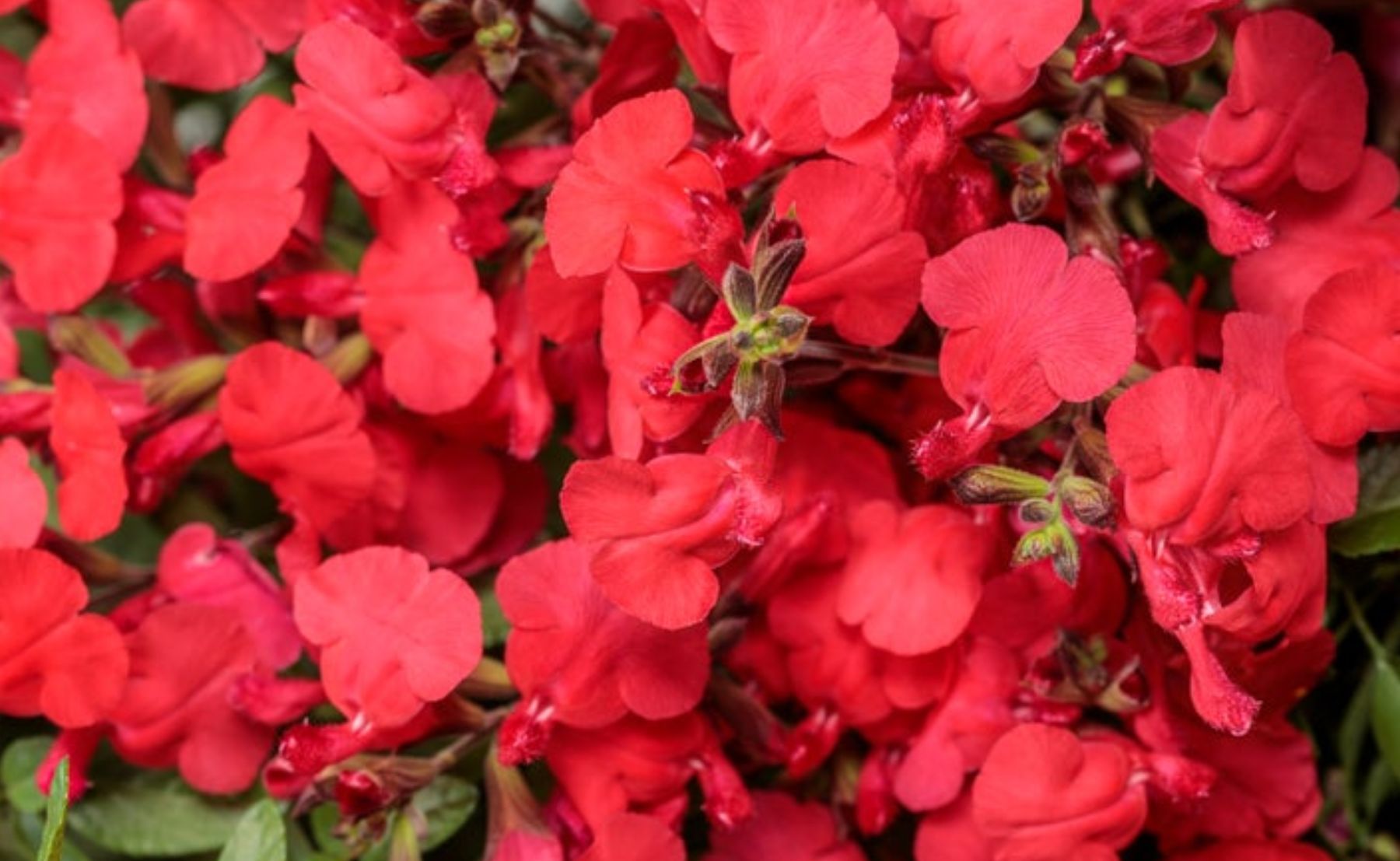 Photo of OutShine™ Red sage