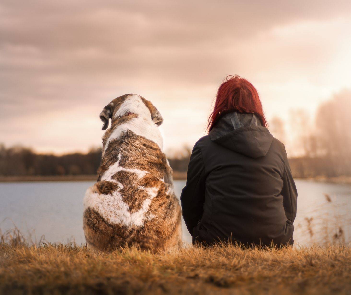 benefits of having a dog - reduce stres