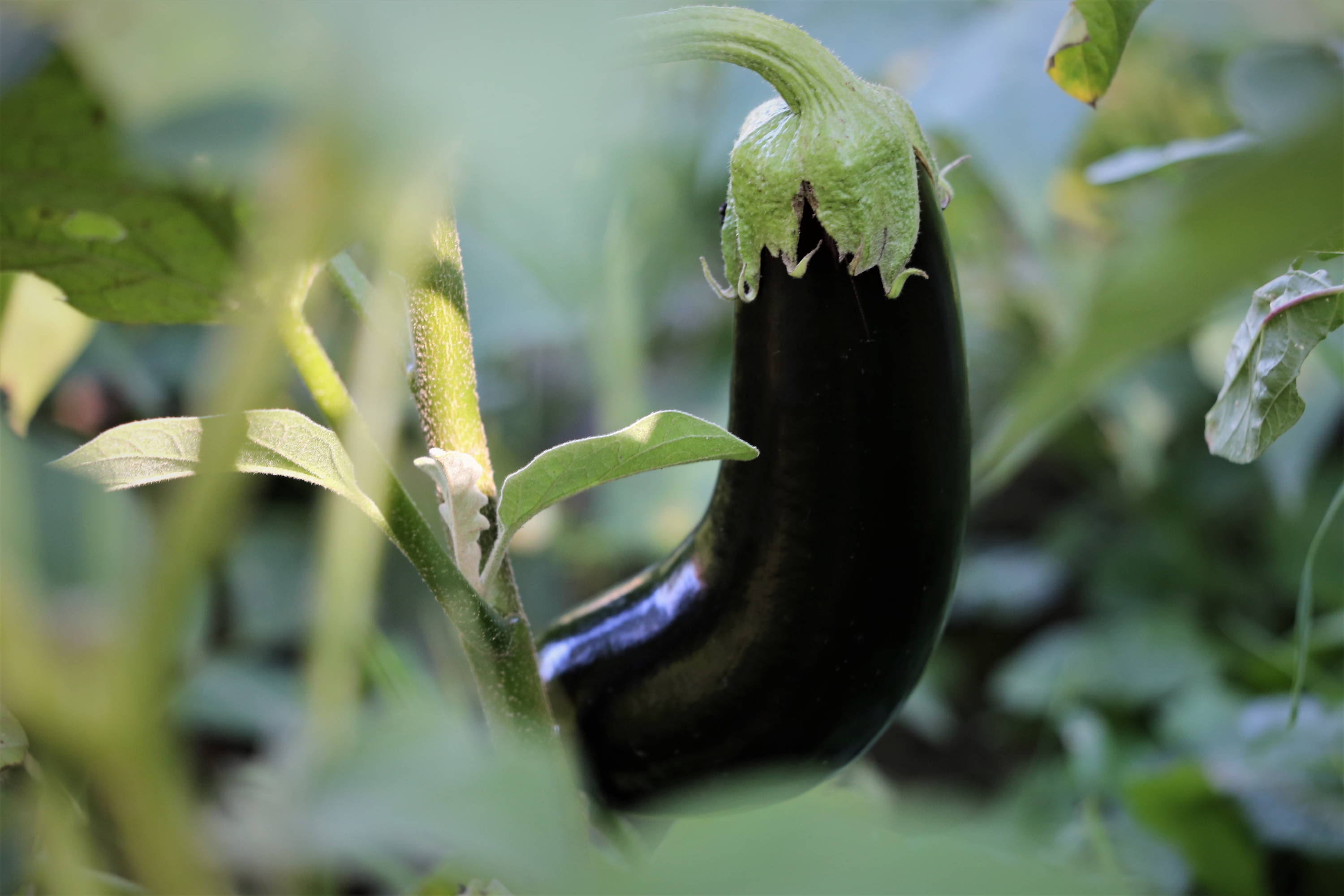 Aubergine