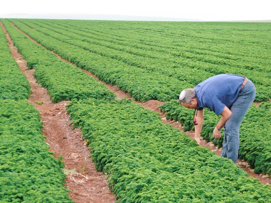 High Quality Organics Express Field with Farmer