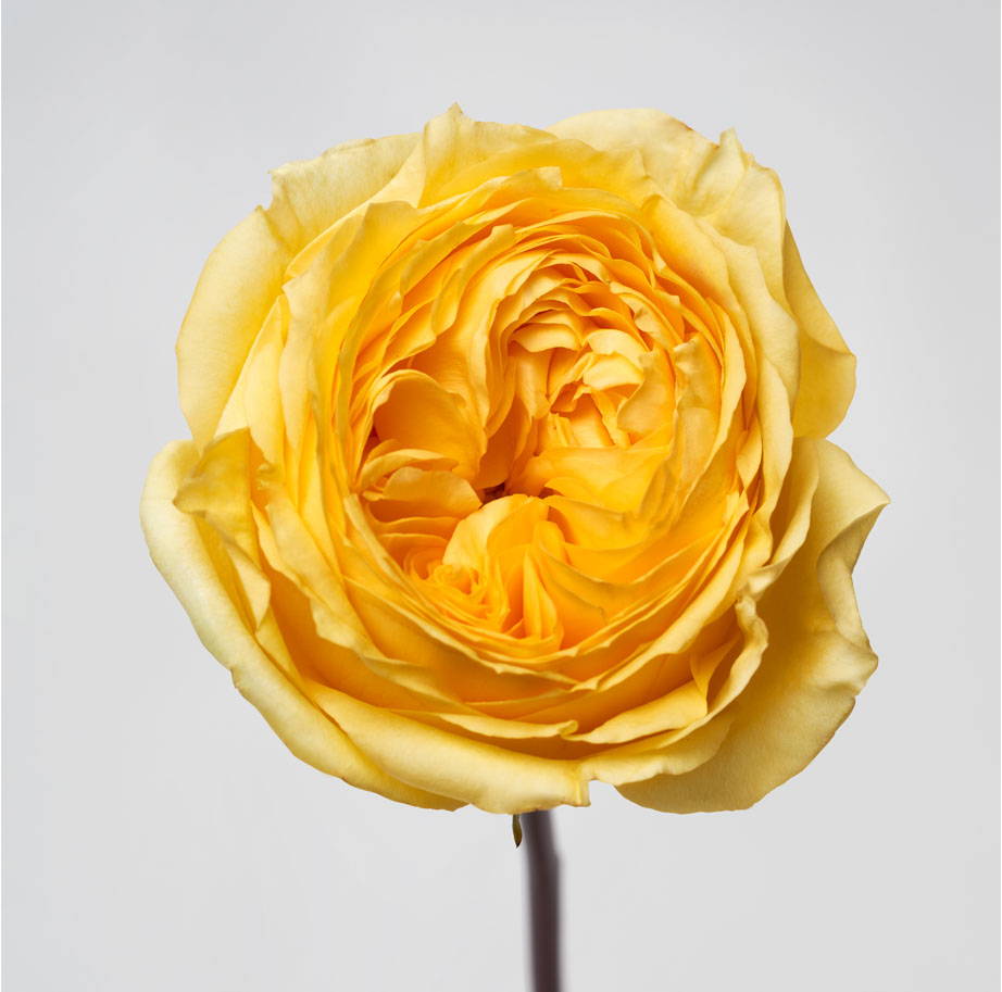 Catalina garden rose