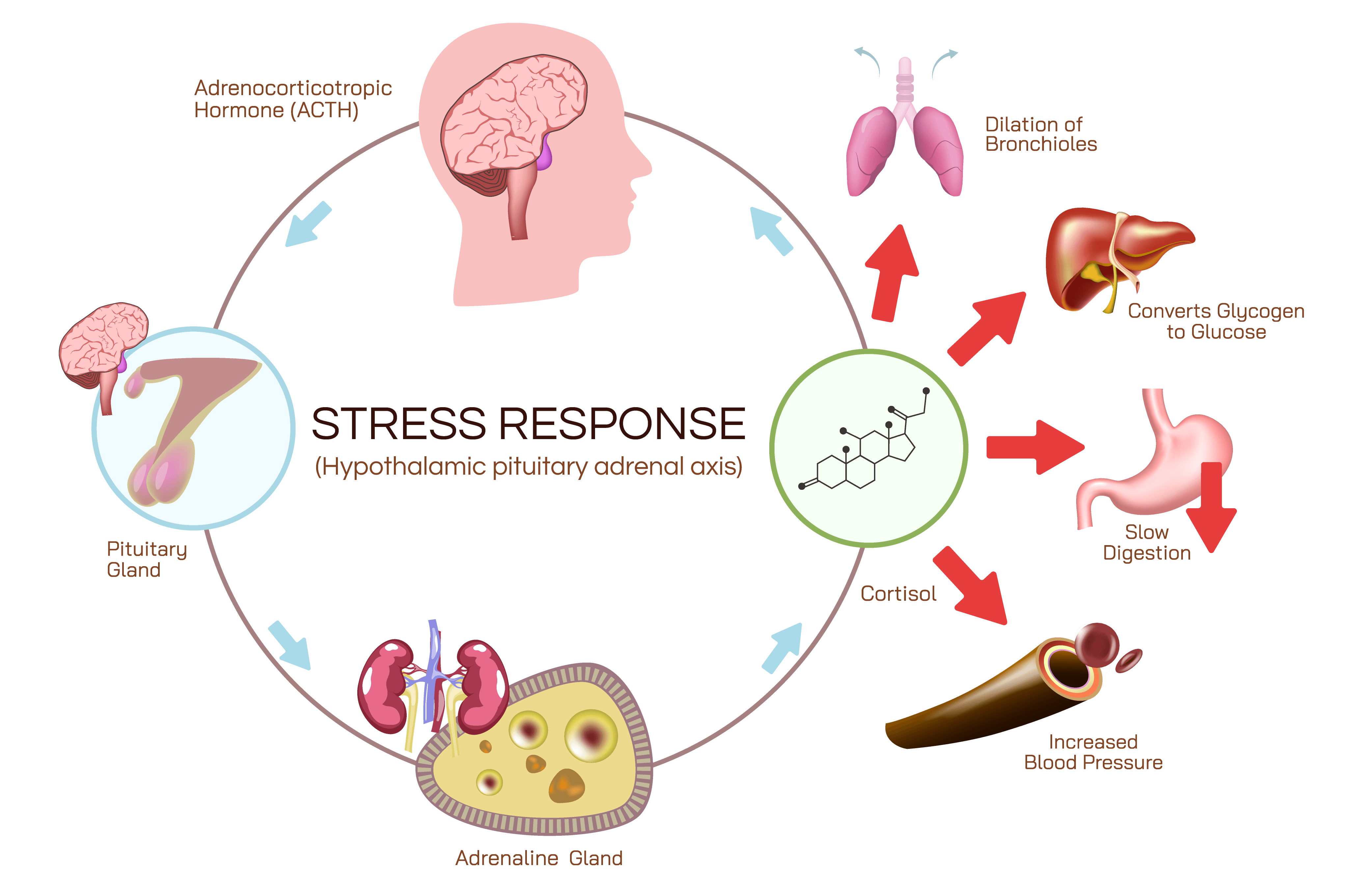 Diagram showing hypothalamic-pituitary-adrenal axis activation and cortisol release affecting metabolic function.