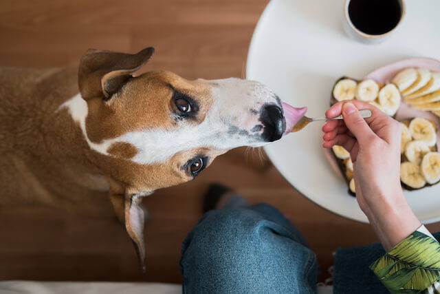 You can hide your dog's pill in peanut butter or wet dog food. 