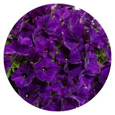 Photo of Supertunia® Royal Velvet®