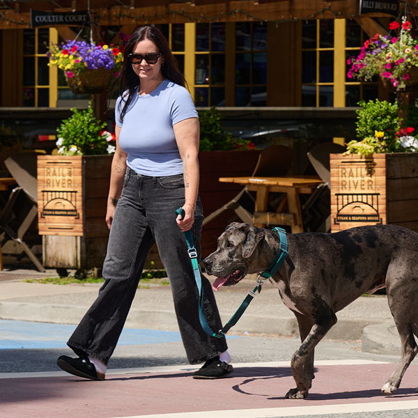 A woman walks a large dog in a sunny outdoor setting.