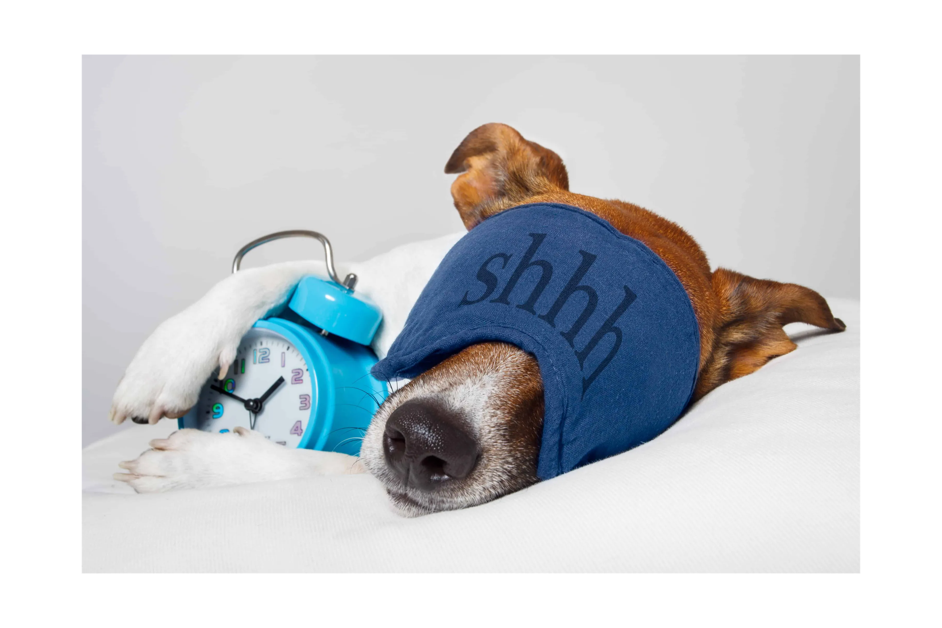 dog sleeping while hugging an alarm clock with an eye covering that says shhh