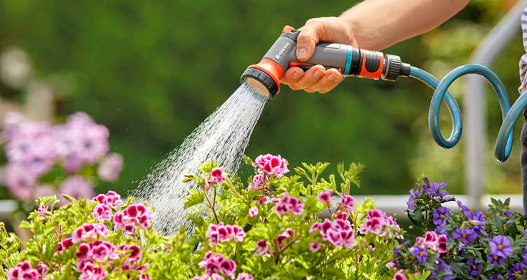 Watering During the Summer