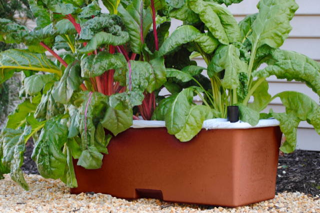 Salad greens growing in an EarthBox Original container gardening system