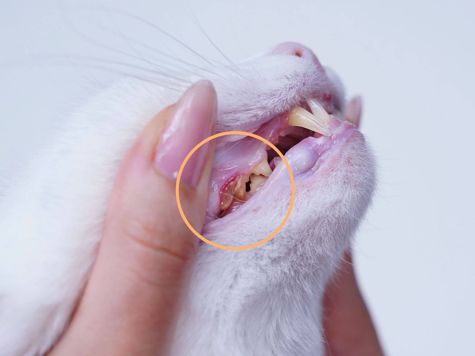 Katze mit Zahnstein