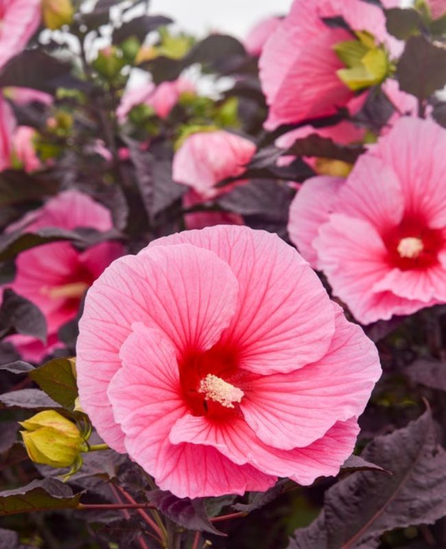 Photo of Summerific® 'Edge of Night' Rose Mallow 