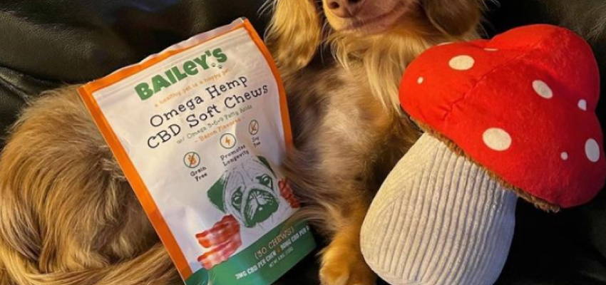 Image of a calm dog sitting, accompanied by our Omega Hemp CBD Soft Chews product.