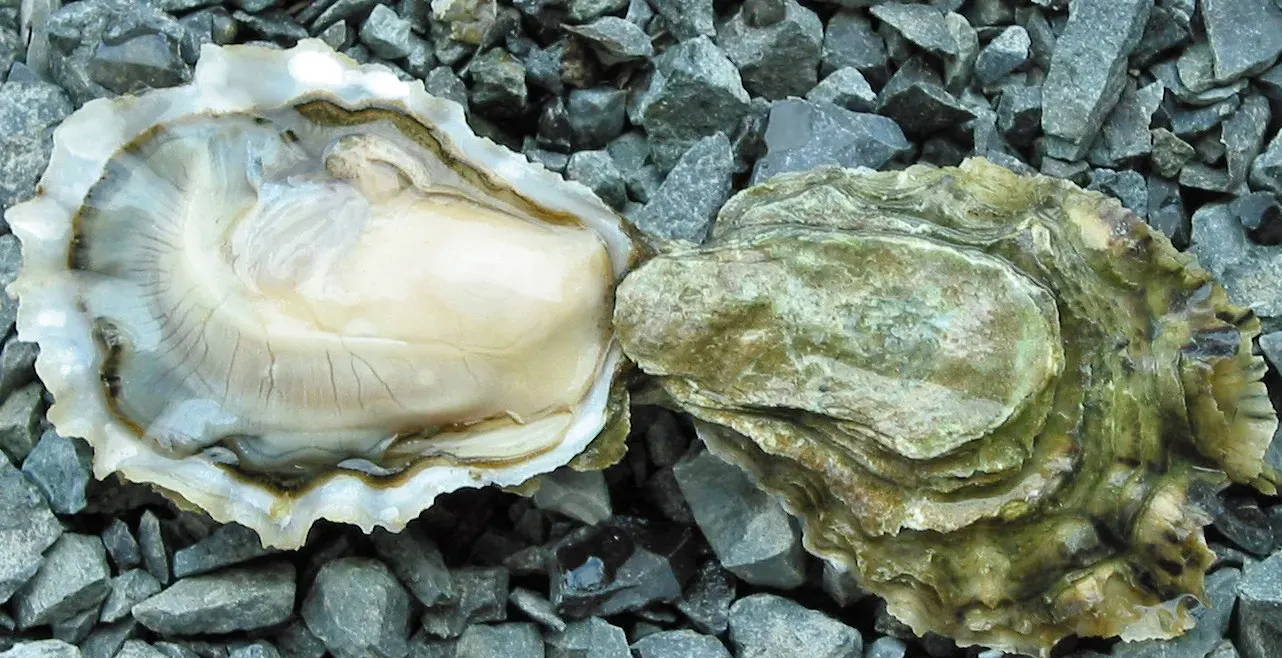 Oysters | Testosterone