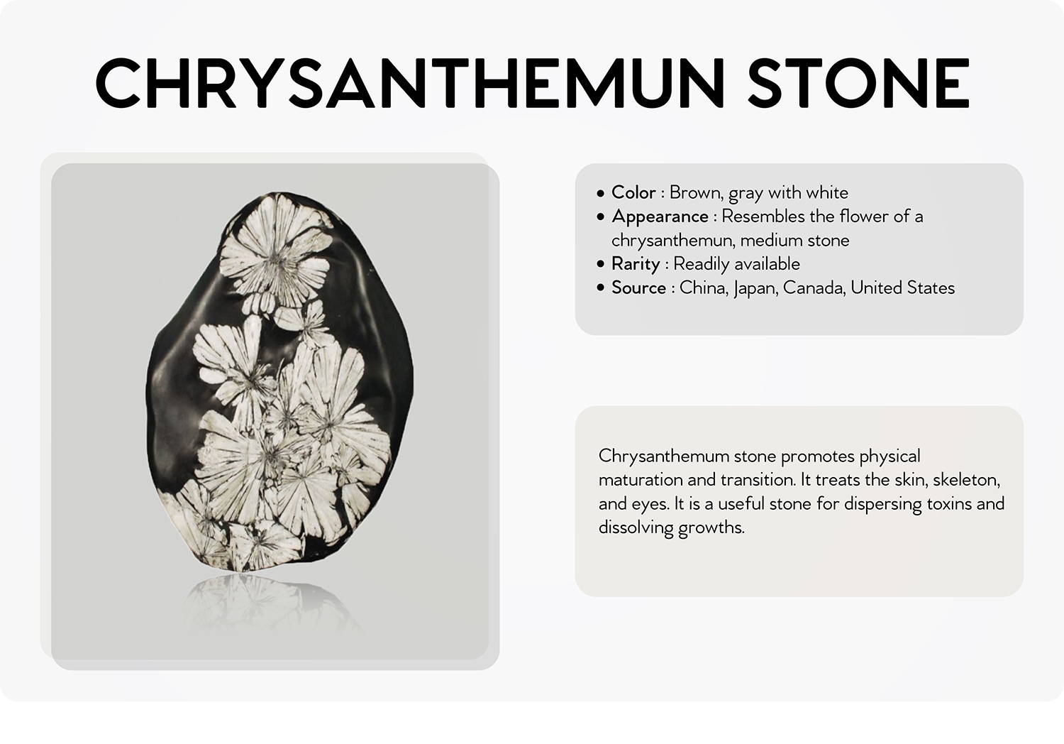 chrysanthemun stone
