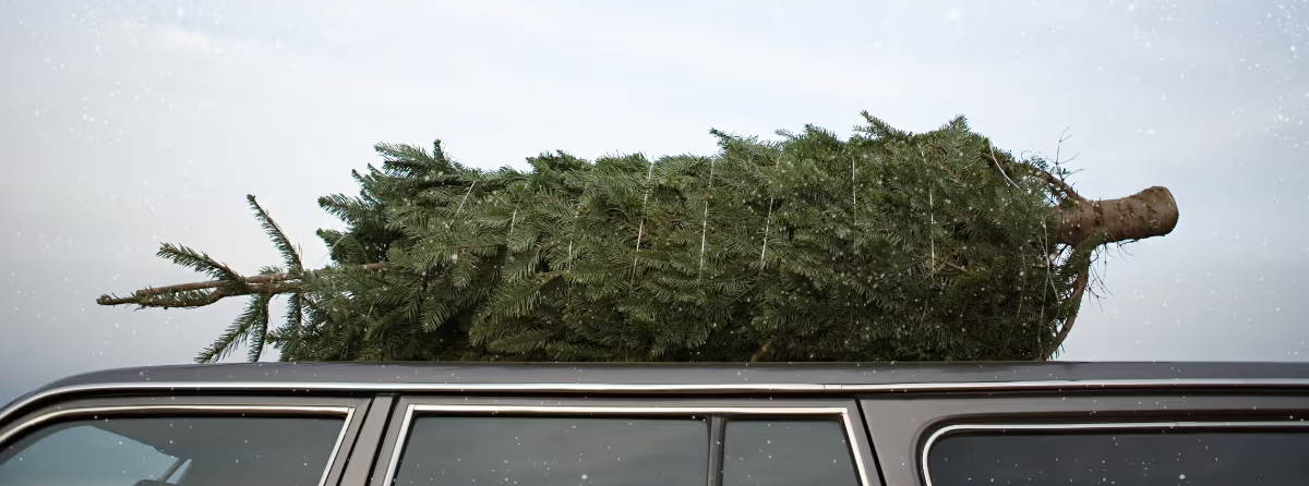 How to Safely Transport your Christmas Tree