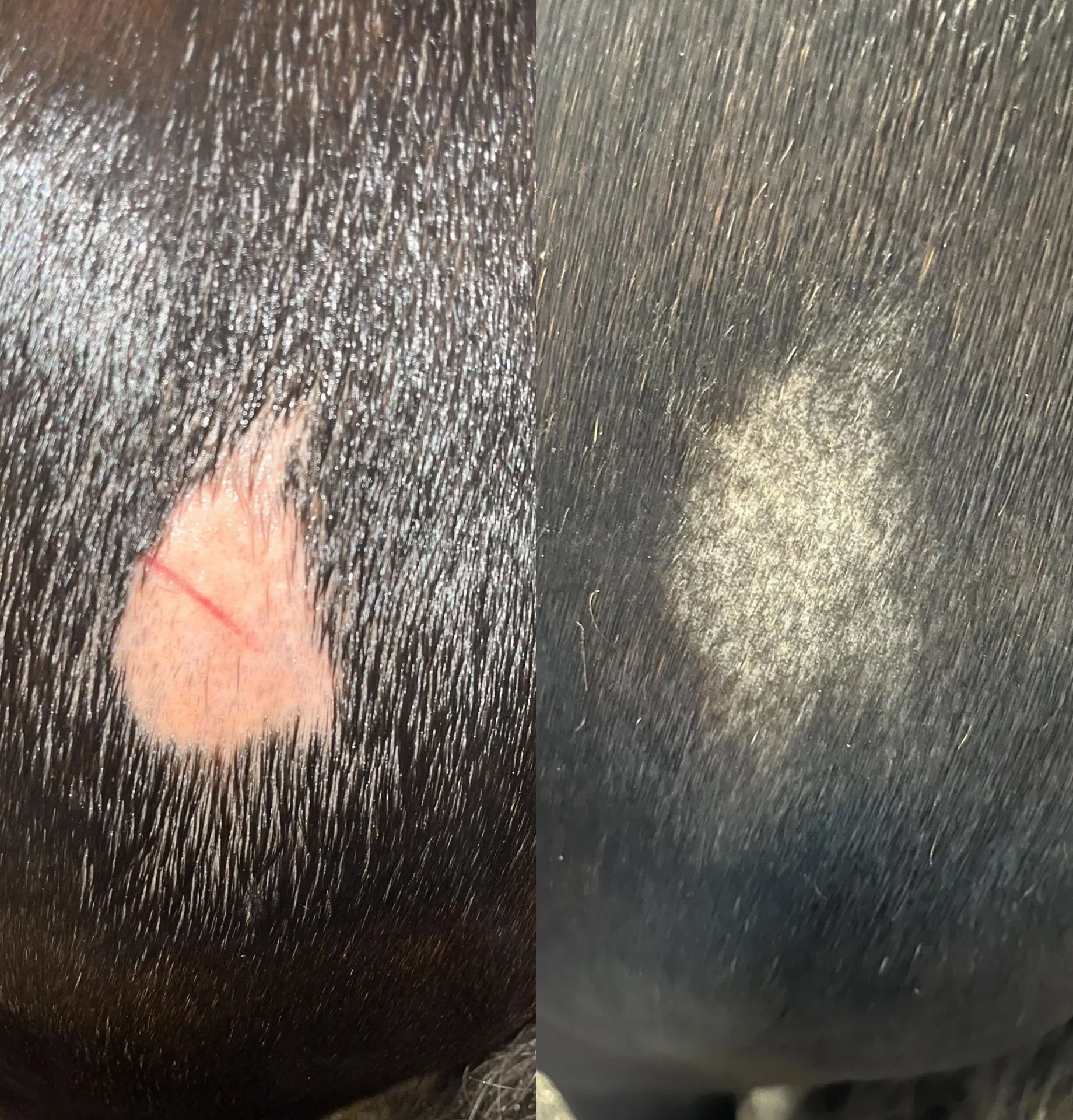 REGROW Results_Suzanne Jardine