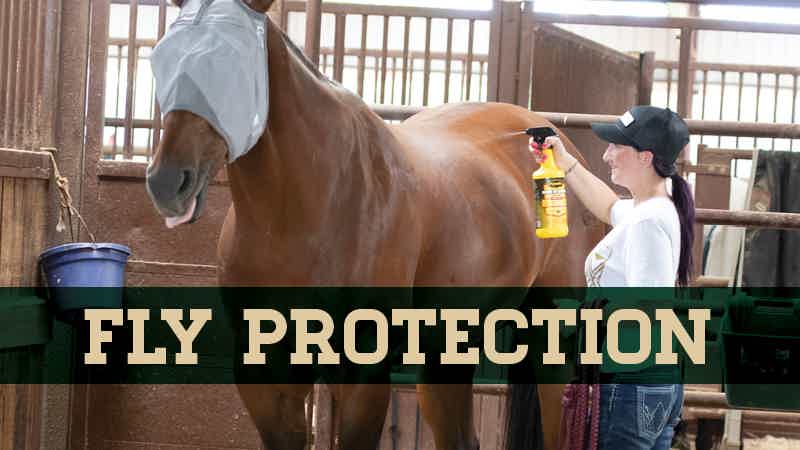Female spraying fly spray on a horse wearing a fly mask with text 