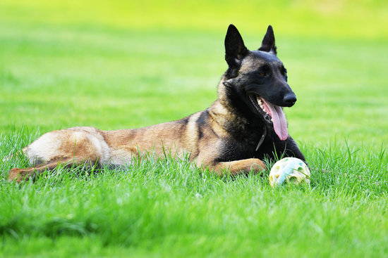 A brown and black Belgian Malinois lays in green grass with its ears up and tongue out and a ball sitting just in front.