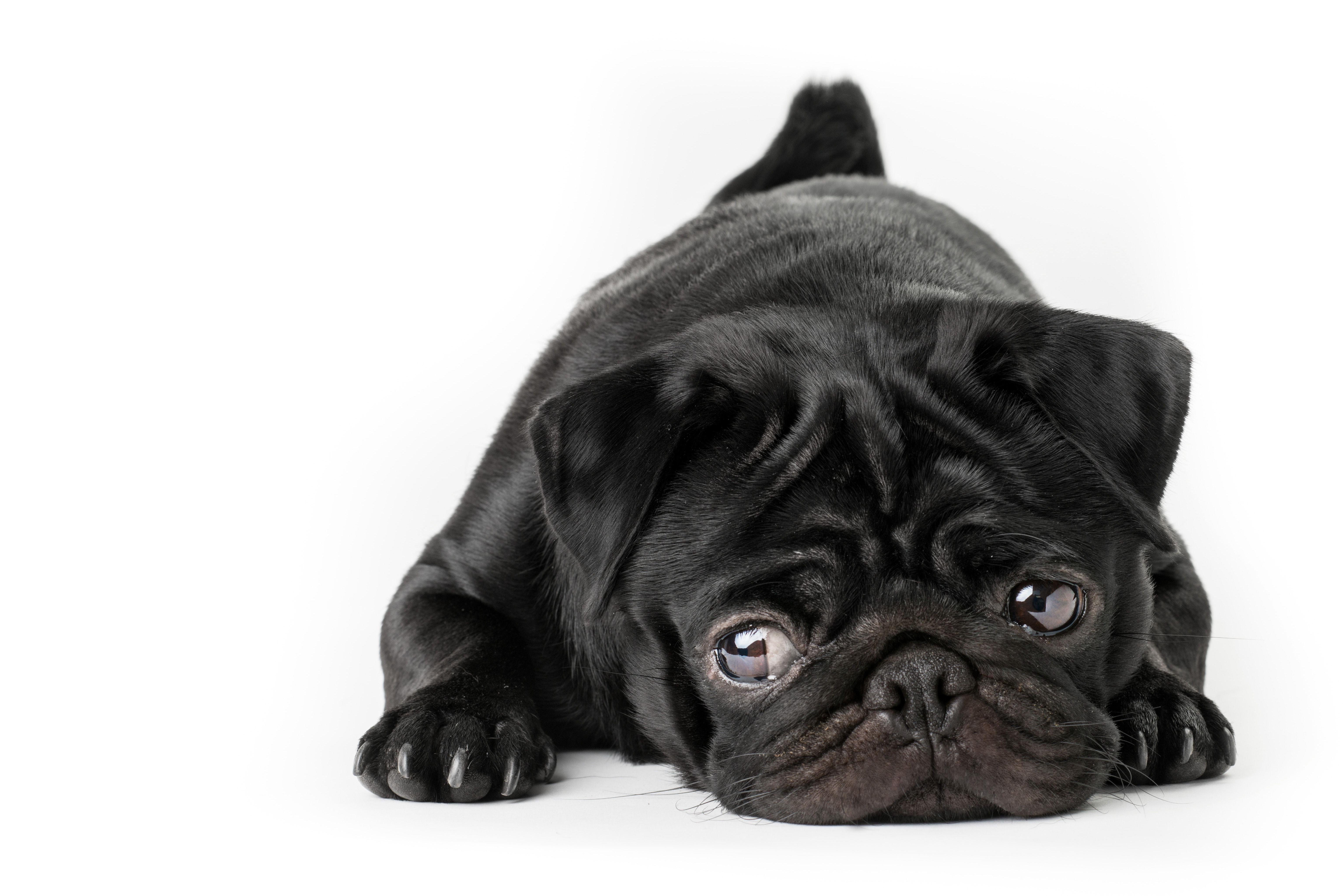 Black pug puppy lying down with a curious expression.