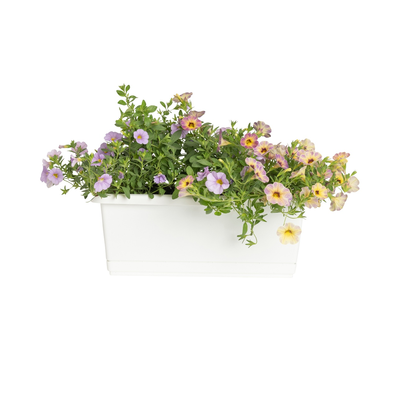 Various flowers in a white windowsill planter