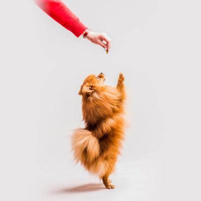 guide to cbd for dogs
