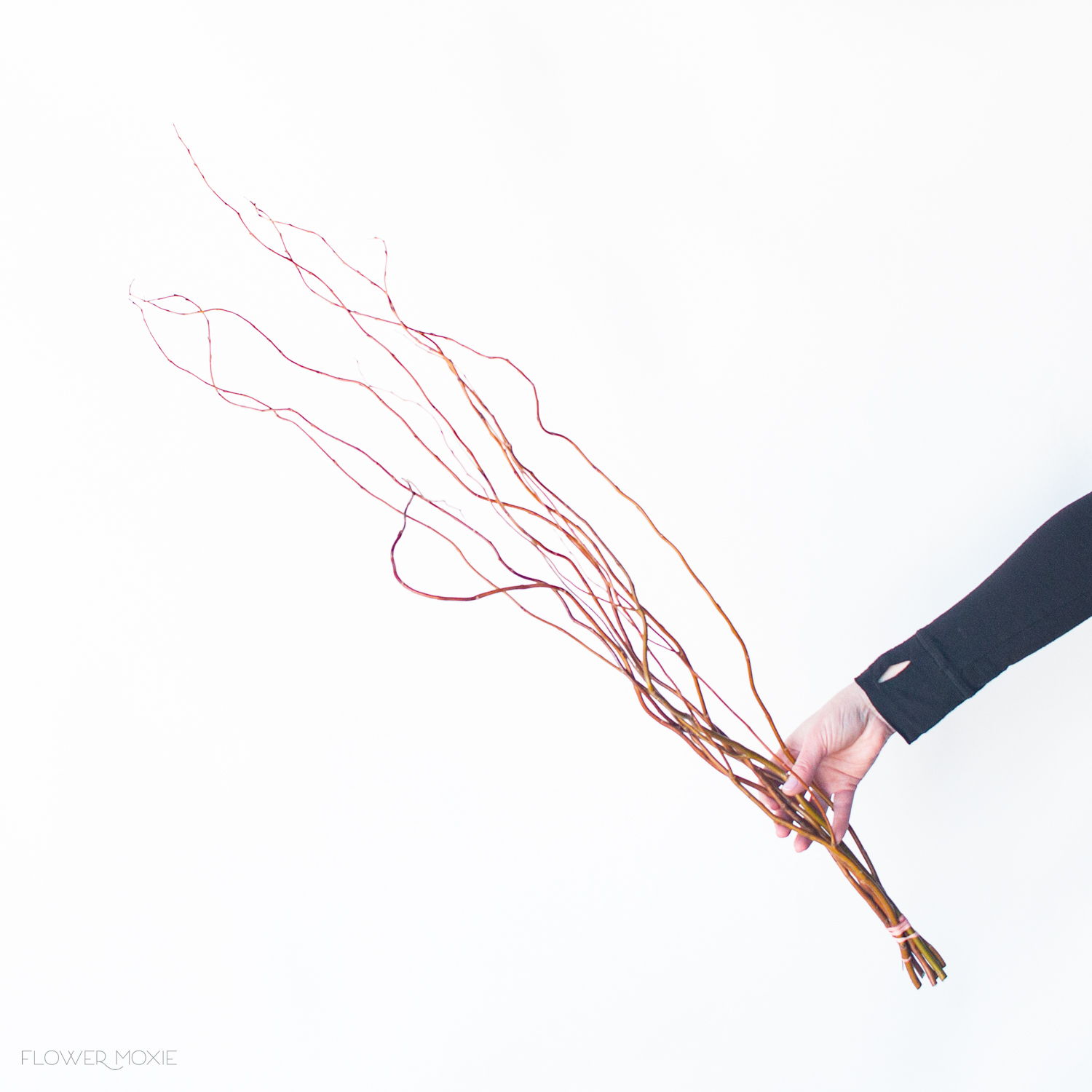 curly willow