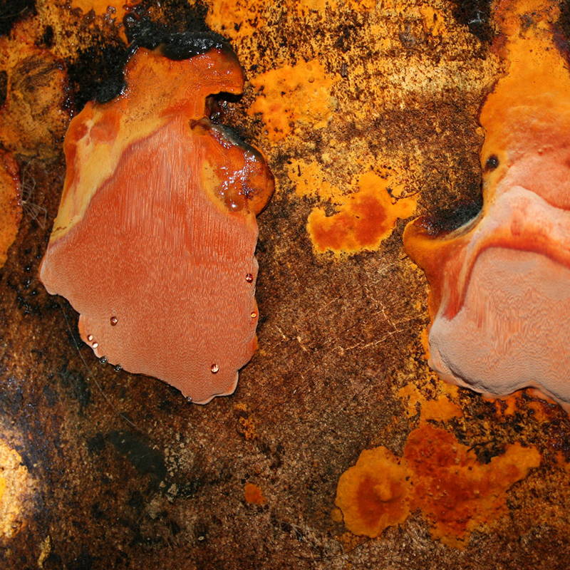Antrodia mushroom