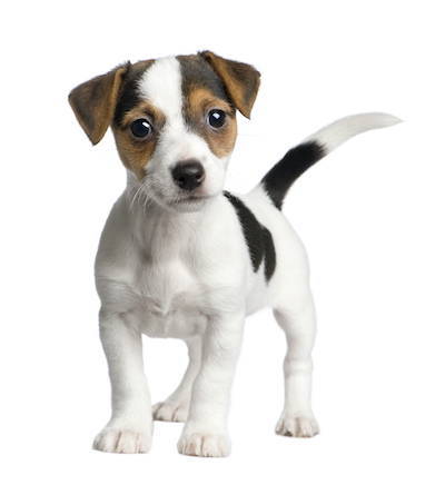 Puppy Dog