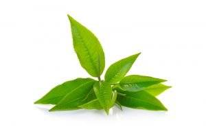 Bio Moringa Tee Berry mit grünem Tee