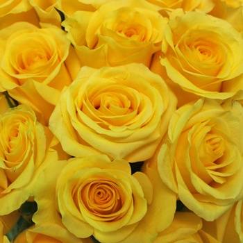 Yellow Roses - What do yellow roses mean