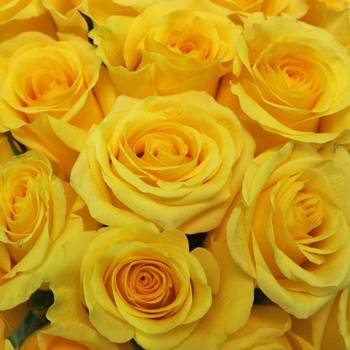 Different Types of Yellow Roses and How To Use Them in the Garden