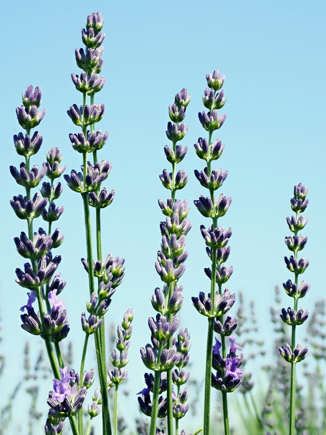 Lavender stalks reach towards a bright blue sky.