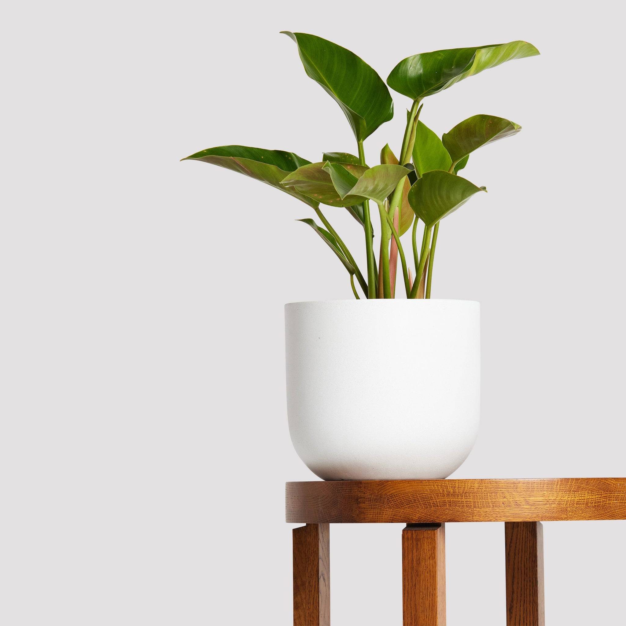 Philodendron Congo Green in Pierre Terrazzo Pot White on table at The Good Plant Co