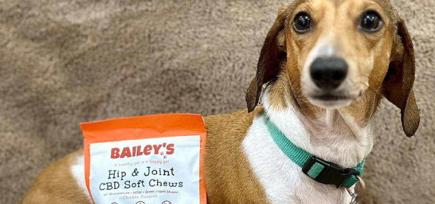 Image of a calm dog sitting, accompanied by Bailey's Hip & Joint CBD Soft Chews product.